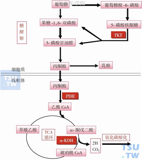 【附图】 维生素b1与肿瘤恶液质 肿瘤恶液质 天山医学院