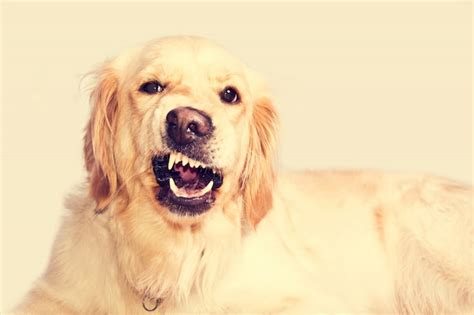 Angry golden retriever dog. | Free Photo