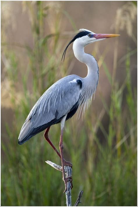 Grey Heron Nature Birds Heron Art Pet Birds