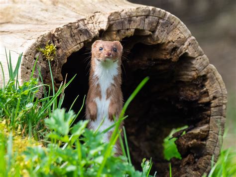 weasels catseye pest control