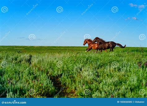 Wild Horses Galloping in the Sunlit Meadow Stock Image - Image of ...