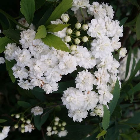 Spiraea Cantoniensis Flore Pleno Double Flowered May Bush