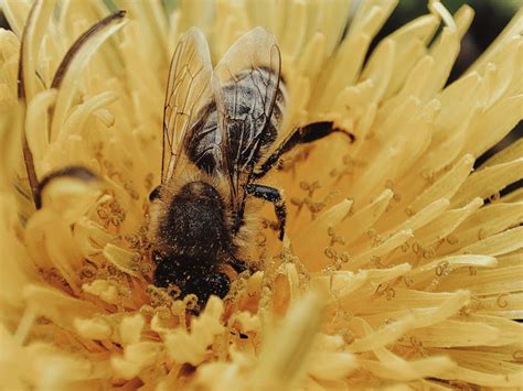 Bee during Pollination · Free Stock Photo