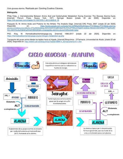 Ciclo Glucosa Alanina Carol Cuadros UDocz