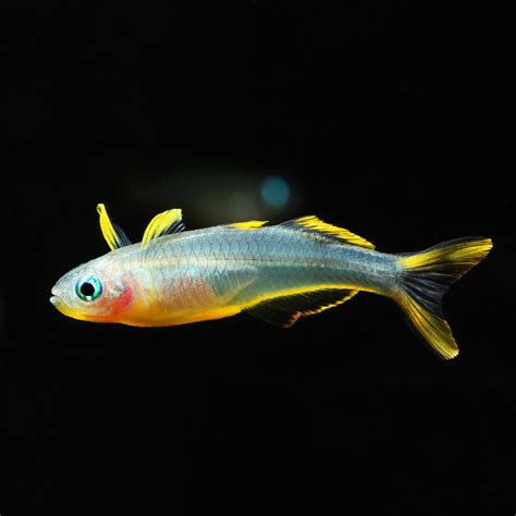 Gabelschwanz Blauauge Pseudomugil Furcatus Aquarium Webshop