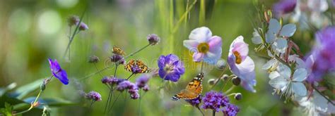 The Garden with Flowers and Butterflies Stock Photo - Image of flying ...