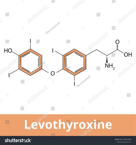 Chemical Structure Levothyroxine Manufactured Form Thyroid Stock Vector