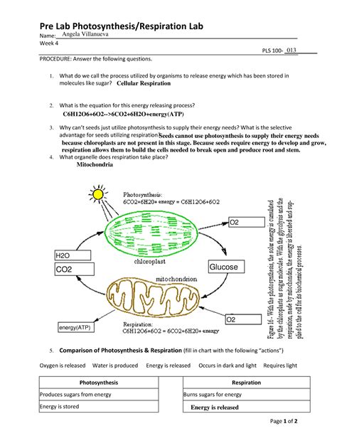 Pre Lab Photosynthesis And Respiration Assignment Pre Lab