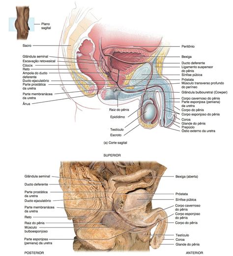 Resumo De Sistema Reprodutor Masculino Anatomia Espermatog Nese E Mais