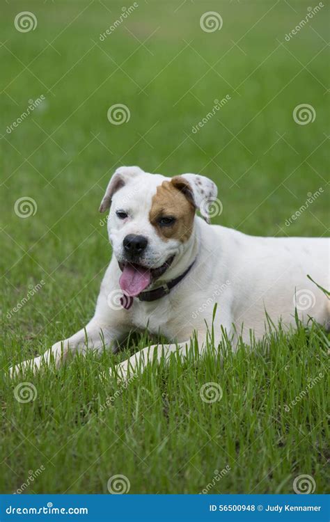 美丽的白色拳击手牛头犬被混合的品种狗 库存照片 图片 包括有 似犬 纵向 宠物 国内 生物 交配动物者 56500948