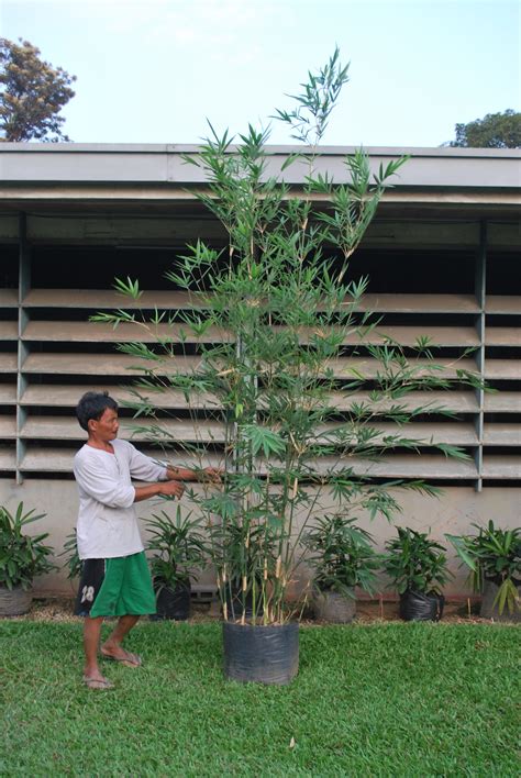 thailand bamboo 4 | Cainta Plant Nursery