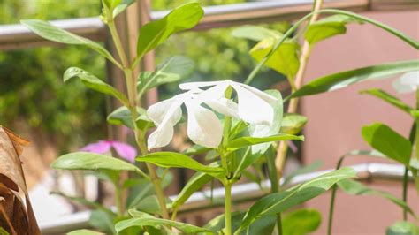 How to Grow and Care for Star Jasmine (Complete Guide)