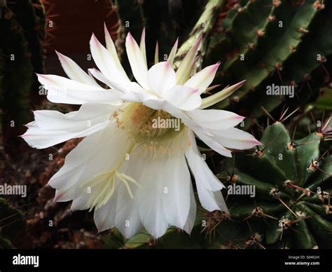 Large White Cactus Flower Hi Res Stock Photography And Images Alamy