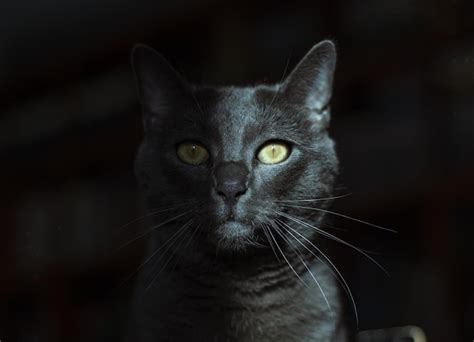 Un gato negro con ojos amarillos está sentado en una habitación oscura