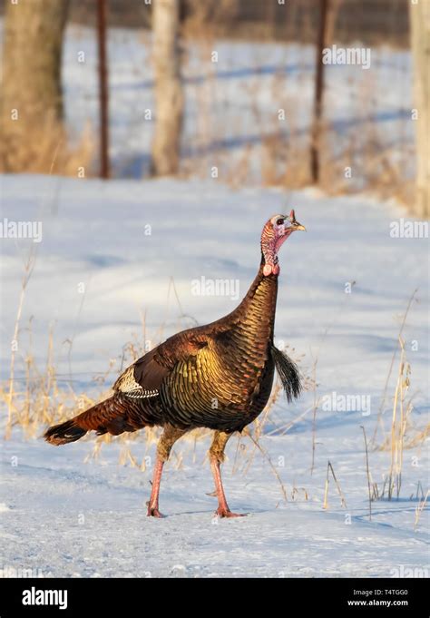 Eastern Wild Turkey Meleagris Gallopavo Closeup Strutting In The Snow