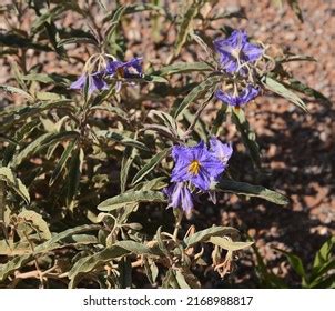 Silver Leaf Nightshade Royalty Free Images Stock Photos Pictures