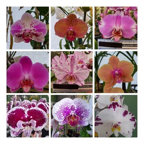 Kit 5 Mudas De Orquideas Phalaenopsis Cores Variadas Lindas MercadoLivre