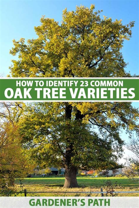 How To Identify 23 Oak Trees Species Gardeners Path