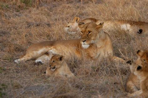 Onde Vivem Os Leões - Família de leões que vive em Masai Mara, quênia | Foto Premium