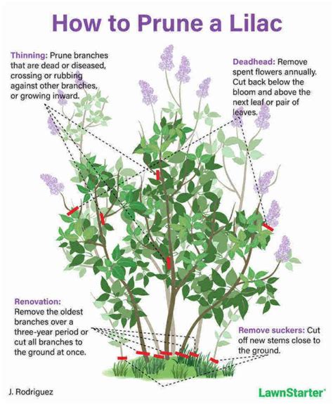 How To Prune Lilac Bushes Like A Pro Artofit