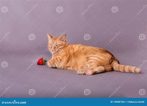 Orange Adult Tabby Short Haired Cat Laying Down By Strawberry In Studio