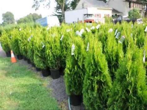 Emerald Green Arborvitae Trees Spacing For Grower In Md Youtube