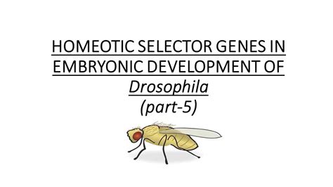 Homeotic Selector Genes In Drosophila Embryonic Development Part 5