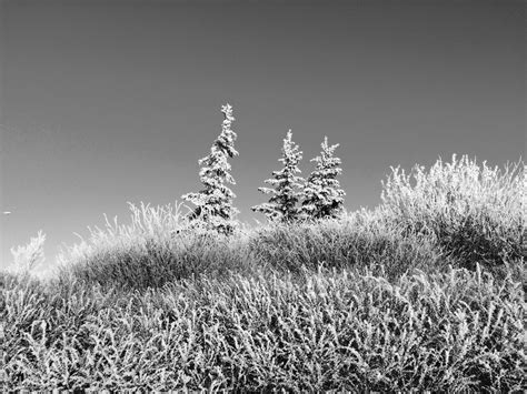 Banco de imagens panorama árvore natureza ramo neve inverno