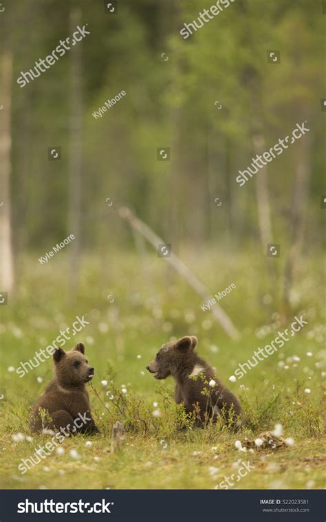 European Brown Bear Cubs Finland Europe Stock Photo 522023581