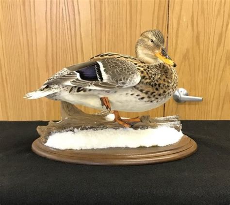 Mallard Taxidermy Mounts Duck Mounts Stehlings Taxidermy