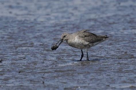 What are these two shorebirds? - Help Me Identify a North American Bird ...