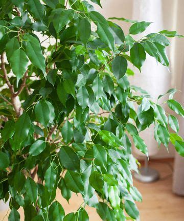 Weeping fig indoor plant care guide: expert tips | Homes & Gardens