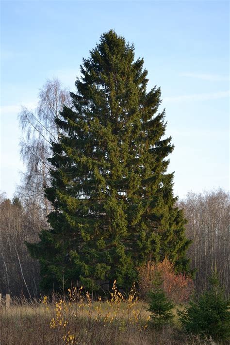 Trees Planet Picea Abies Norway Spruce