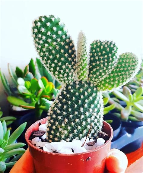 Cactus Como Cuidar Tipos Fotos Y Consejos Para Usar En Decoraci N