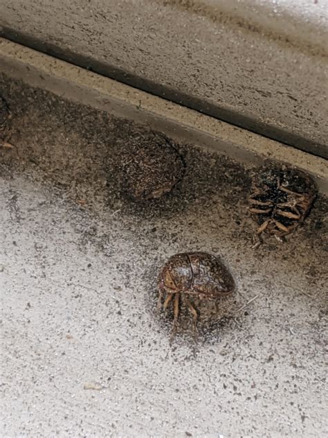 Small Round Dead Bugs Found In Window Sill Of Apartment Knoxville