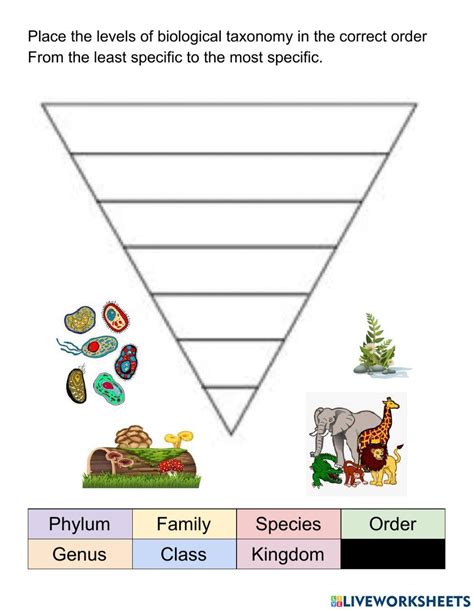 Biological Taxonomy Worksheet Live Worksheets Worksheets Library