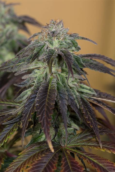 OG Kush Buy OG Kush Feminized Seeds Online Humboldt Seed Organization