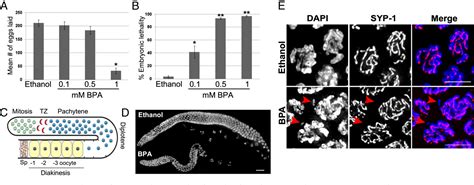 Figure 1 From Bisphenol A Impairs The Double Strand Break Repair