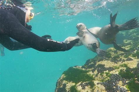 Snorkeling With Sea Lions Puerto Madryn Argentina