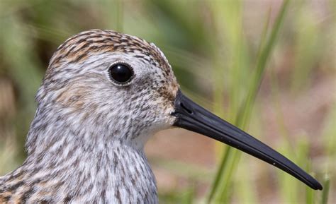 Dunlin Bird Laura Erickson S For The Birds