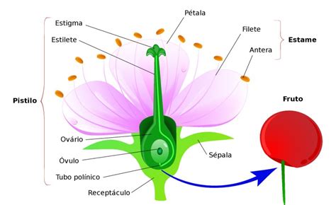 Ciclo De Vida Das Angiospermas Exemplos E Características Enem