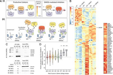 Substrate Trapping Identifies Multiple Lysine Rich Proteins As Putative