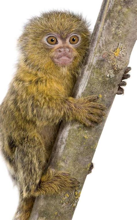 Pygmy Marmoset Monkey Facts And Information