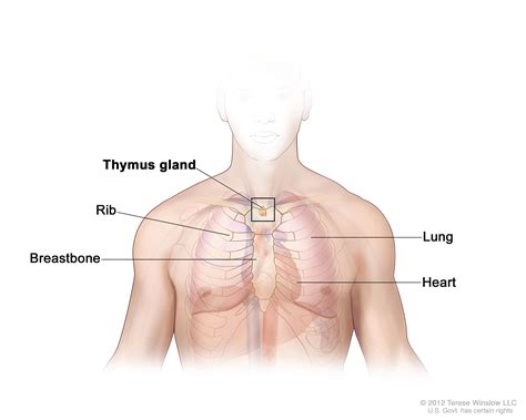 Thymoma And Thymic CarcinomaPatient Version National Cancer Institute