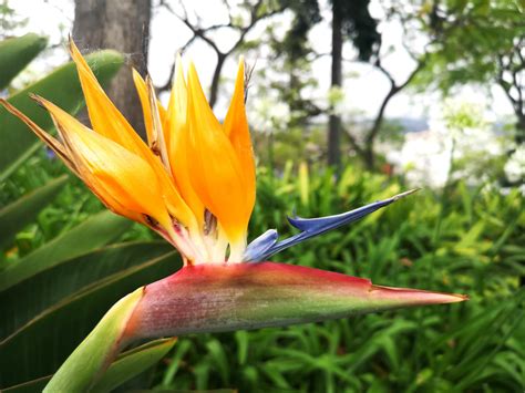 Bird of paradise : flowers