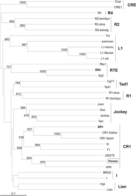 Phylogenetic Tree For The Rt Domains Of Non Ltr Retrotransposons The