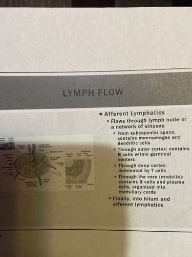 Lymphatic System Flashcards Quizlet