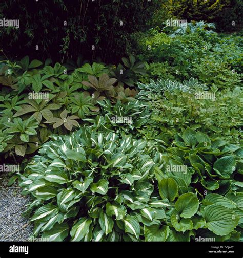 Ground Cover - mixed Hostas Rodgersia and Astilbes. GDC062376 Stock ...