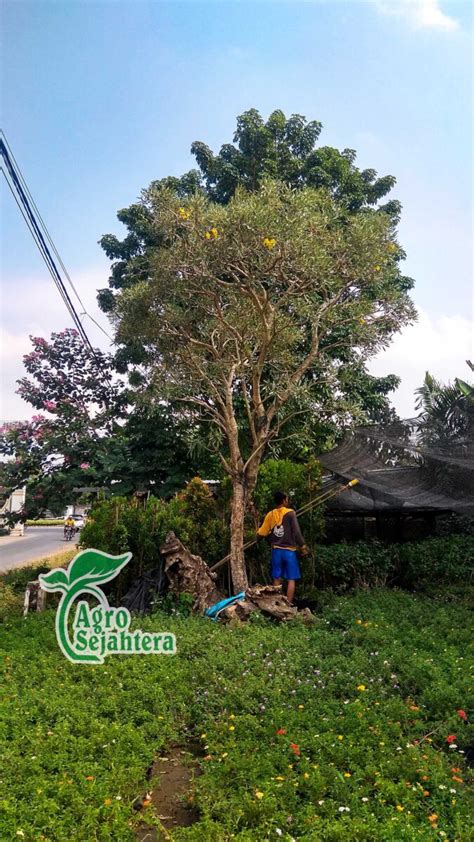 Harga Pohon Tabebuya Tinggi Meter Tani Sejahtera