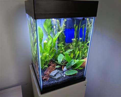 10 gallon fish tank - billoic